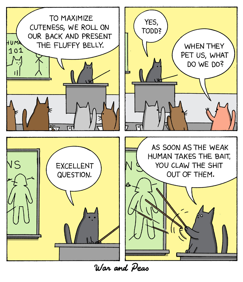 cat school